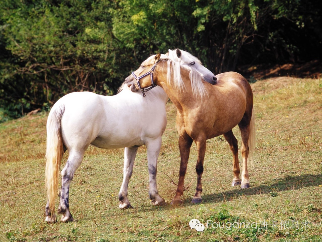 Zoom動物馬，未來技術與自然之美的創(chuàng)新結合